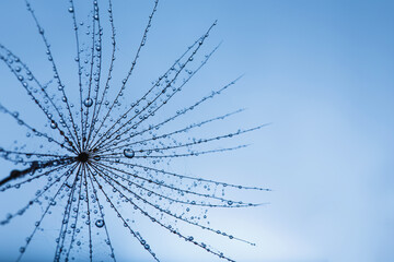 Background of dandelion with water drops.