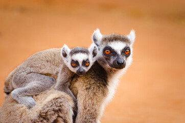 Baby ring tailed lemur - Lemur catta - on the back of its mother  - obrazy, fototapety, plakaty