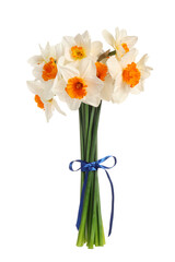 Beautiful daffodils with ribbon on white background