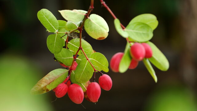Carissa carandas or Bengal-Currants, Carandas-plum, Karanda on tree with green leaves background.