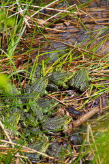 Bunch of frogs sitting in the grass by a pond, also called Pelophylax or wasserfrosch