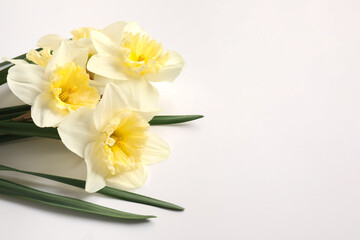 Fototapeta na wymiar Beautiful daffodils on white background