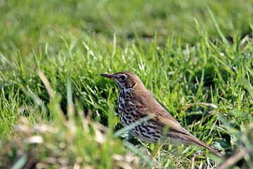 Song Thrush (Turdus philomelos) a single song thrush isolated on a natural green grass background