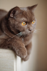 Portrait of cinnamon color british shorthair cat