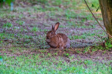 rabbit in the grass
