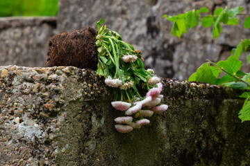Wilted flowers laying on a concrete wall with copy space