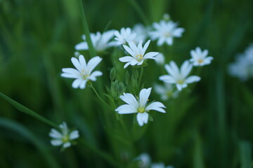 white flowers on grass. white flowers in the grass. white flowers. 