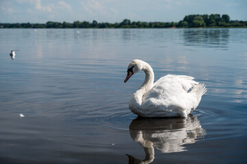 Beautiful bird. Graceful swan in lake or river. Reflection in water. Summer day.