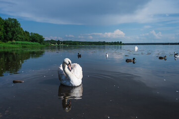 Beautiful birds. Graceful swan and ducks in lake or river. Reflection in water. Summer day.