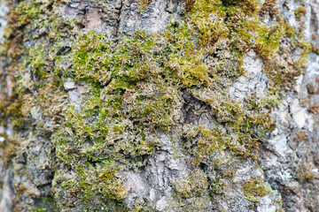 lichen on tree bark