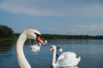 Naklejka na ściany i meble Beautiful bird. Graceful swan near lake or river shore. City birds. Summer day.