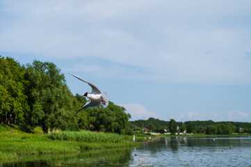 Flying seagull under river. Summer day. Lake or river shore. Motion.