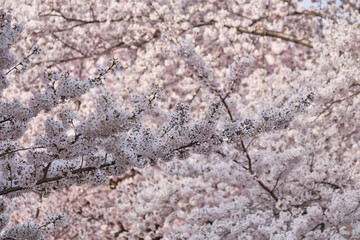 Peak bloom on the Cherry Blossom trees around the Tidal Basin during the 2019 Washington DC Cherry Blossom Festival in Pinks and whites