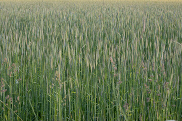 Wheat field image. View on fresh ears of young green wheat and on nature in spring summer field close-up. With free space for text on a soft blurry sky background