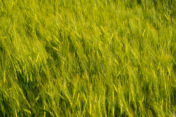 Young Wheat ears illuminated by sunlight. Gorgeous shape of the Wheat spikes. concept of a good harvest in an agricultural field. green spikelets. rye, close-up. green natural background