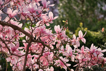 Pink Magnolias in full spring bloom in and around Washington DC in the spring