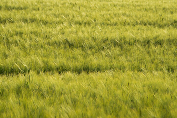 Young Wheat ears illuminated by sunlight. Gorgeous shape of the Wheat spikes. concept of a good...