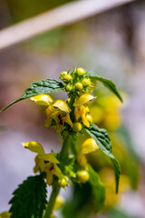 Lamium galeobdolon flower growing in forest	