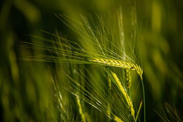 Macro wheat, barley. Beautiful green wheat ear growing in agricultural field, rural landscape....