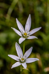 Obraz premium Ornithogalum flower in the garden 