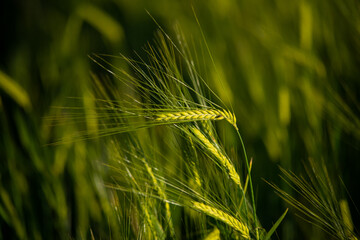 Macro wheat, barley. Beautiful green wheat ear growing in agricultural field, rural landscape....