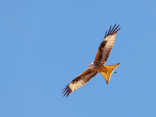 Red kite - Milvus milvus - bringing hope