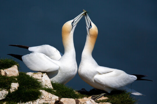 Northern Gannet (Morus bassanus) pair at Bempton cliffs East Yorkshire.