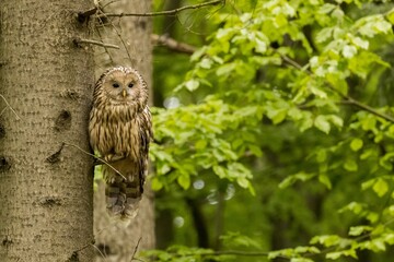 Ural owl (Strix uralensis) in the wild .