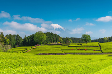 初夏の富士山と茶畑