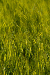 Young Wheat ears illuminated by sunlight. Gorgeous shape of the Wheat spikes. concept of a good...