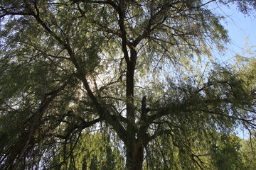 Fototapeta premium trees and sky