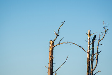 lonely stork standing on a withered tree branch against a blue sky background