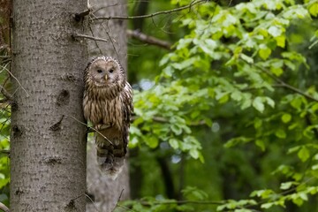 Ural owl (Strix uralensis) in the wild .