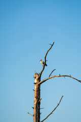 lonely stork standing on a withered tree branch against a blue sky background