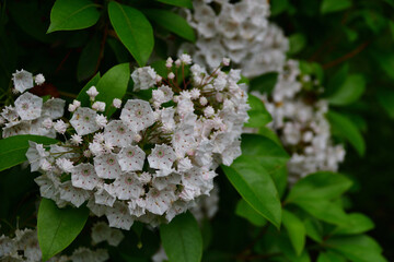 カルミアの白い花（埼玉県/5月）