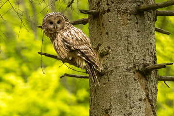 Ural owl (Strix uralensis) in the wild .