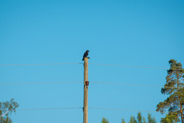 The western crest or Coloeus monedula (syn. Corvus monedula) sits on a wooden electricity pole...