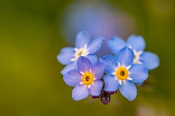 Myosotis flowers in the garden, close up shoot	