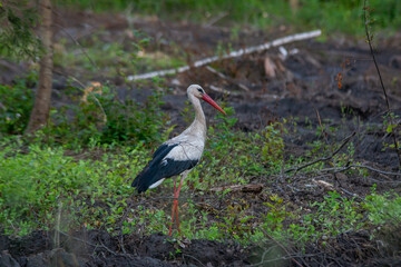 white stork feeding in the field and gathering branches for nest