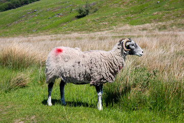 White sheep in summer day on a green valley