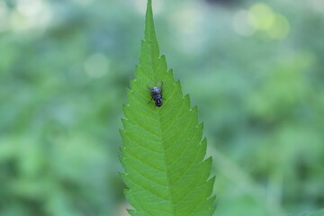 dew on leaf