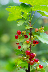 Red currant berries on a bush. A shrub of the gooseberry family with sour juicy healthy vitamin fruits