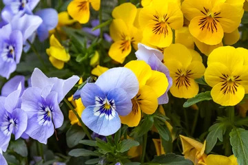 Rolgordijnen Closeup shot of blue and yellow garden pansies © Denny Gruner/Wirestock