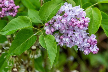 Obraz premium A branch of lilac flowers with green leaves close-up on a blurred background.