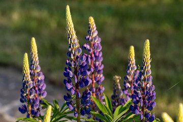Fototapeta premium Bright purple Lupine flowers in the garden, under the rays of setting sun.
