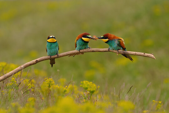 Group of colorful bee-eater on tree branch, against of yellow flowers background