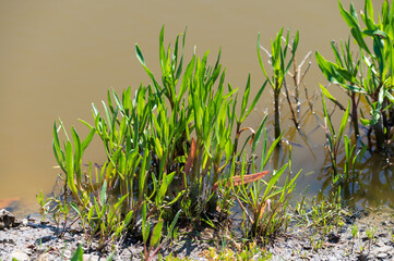 Botanical collection, edible sea aster plant, Tripolium pannonicum, growing on salt marshes