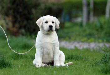 yellow labrador puppy in the park
