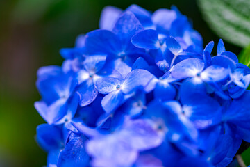 梅雨時期のアジサイ