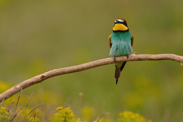 Colorful bee-eater on tree branch, against of yellow flowers background